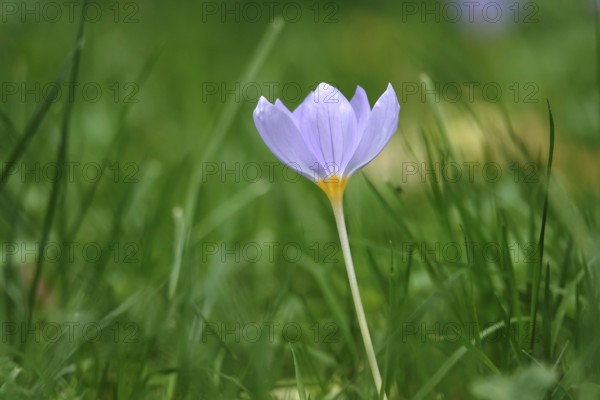Autumn crocus, autumn time, Germany