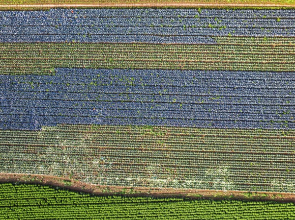 Top down view of red and green cabbage field from a drone, Devon, England, United Kingdom