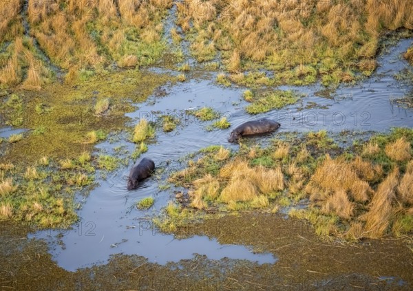 Hippos (Hippopatamus amphibius) in water, marshland, marshland, aerial view, Okavango Delta, Botswana