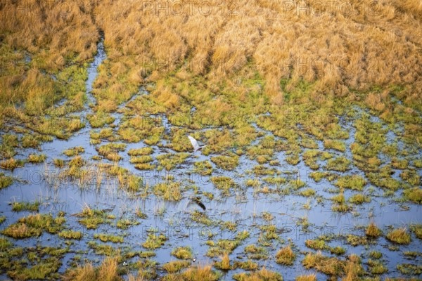 Goliath heron (Ardea goliath) flying over marshland along a river, marshland, aerial view, Okavango Delta, Botswana