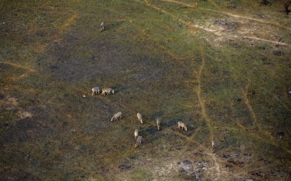 Herd of steppe zebras (Equus quagga), aerial view, Okavango Delta, Botswana