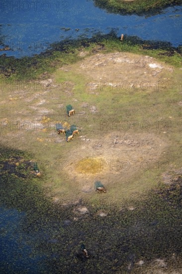 Striped gnu (Connochaetes taurinus), flock on the riverbank, river landscape, aerial view, Okavango Delta, Botswana