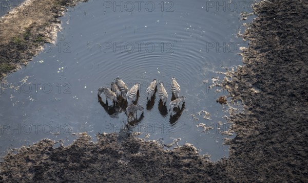 Steppe zebras (Equus quagga) drinking by the river, aerial view, Okavango Delta, Botswana