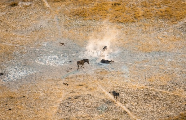 Steppe zebras (Equus quagga) rolling in dust, savanna landscape with yellow grass, aerial view, Okavango Delta, Botswana
