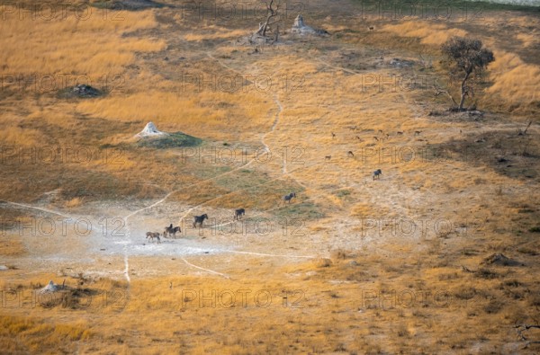Steppe zebras (Equus quagga), savanna landscape with yellow grass and termite hills, aerial view, Okavango Delta, Botswana