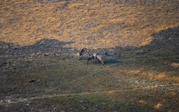Steppe zebra (Equus quagga), savanna landscape, aerial view, Okavango Delta, Botswana
