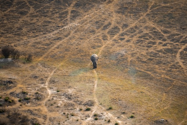 African elephant (Loxodonta africana) in dry savanna, aerial view, Okavango Delta, Botswana