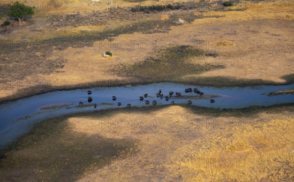 Kaffir buffalo (Syncerus caffer caffer), flock in river, aerial view, Okavango Delta, Botswana