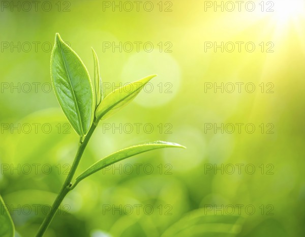 Natural green leaves plants, spring ans summer background cover page, golden soft light, green and yellow hues, ecology wallpaper illustration, AI Generated image