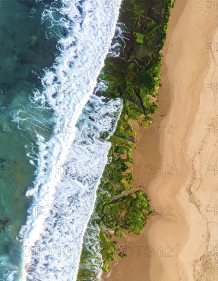 Green algae on the sandy shore of an ocean. Fascinating phenomenon of wild coastline with green plants, white sands, stone, blue water and cliffs, Aerial view of a beautiful abstract unreal and textured landscape, AI generated