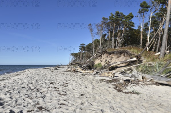The west beach on the Darß peninsula on the Baltic Sea, Mecklenburg-Western Pomerania, Germany