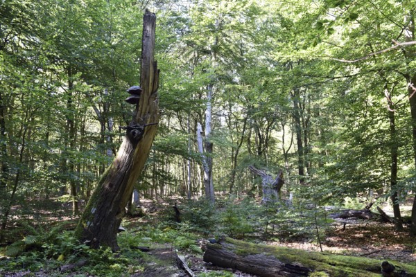 Dead wood in beech forest, Darß primeval forest, Darßer Wald, Mecklenburg-Western Pomerania, Germany