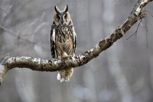 Long-eared owl (Asio otus), adult, on tree, perch, in winter, alert, Bohemian Forest, Czech Republic, Europe, Germany