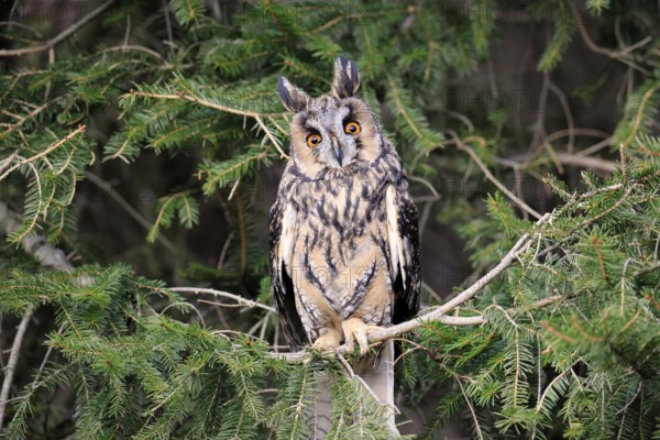 Long-eared owl (Asio otus), adult, on tree, in winter, alert, Bohemian Forest, Czech Republic, Europe, Germany