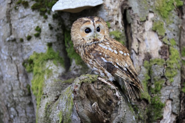 Tawny owl (Strix aluco), adult, on tree, in winter, alert, Bohemian Forest, Czech Republic, Europe, Germany