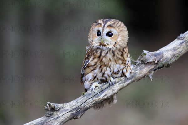 Tawny owl (Strix aluco), adult, perch, in winter, alert, Bohemian Forest, Czech Republic, Europe, Germany