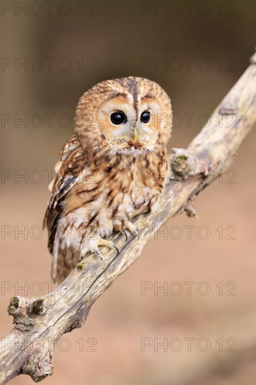 Tawny owl (Strix aluco), adult, perch, in winter, alert, Bohemian Forest, Czech Republic, Europe, Germany