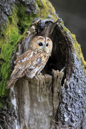 Tawny owl (Strix aluco), adult, perch, on tree, in winter, alert, Bohemian Forest, Czech Republic, Europe, Germany