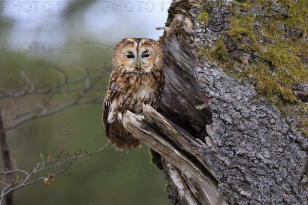 Tawny owl (Strix aluco), adult, perch, on tree, in winter, alert, Bohemian Forest, Czech Republic, Europe, Germany