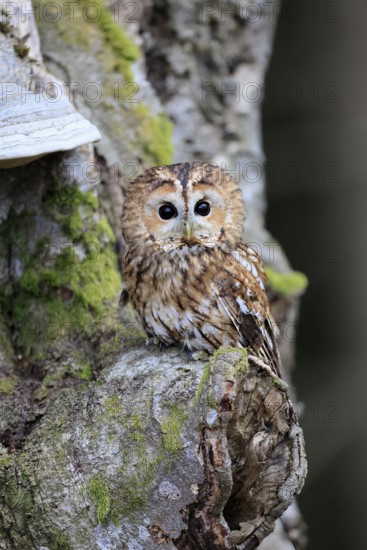 Tawny owl (Strix aluco), adult, on tree, in winter, alert, Bohemian Forest, Czech Republic, Europe, Germany