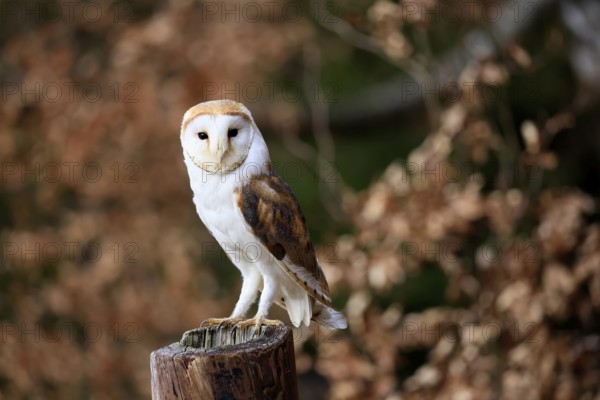 Barn owl (Tyto alba), adult, alert, perch, in winter, Bohemian Forest, Czech Republic, Europe, Germany