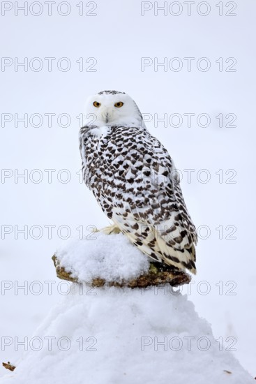 Snowy owl (Nyctea scandiaca), snowy owl, adult, alert, in snow, perch, in winter, Bohemian Forest, Czech Republic, Europe, Germany, captive