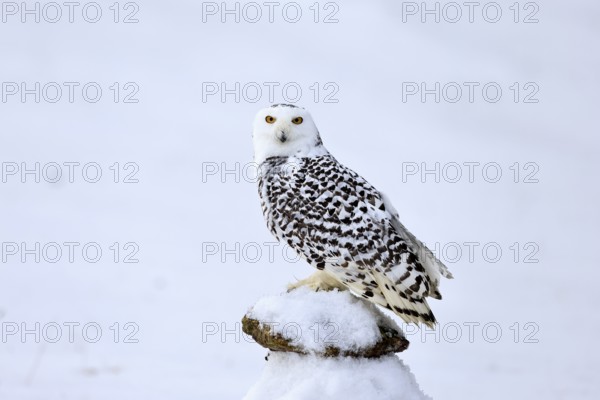 Snowy owl (Nyctea scandiaca), snowy owl, adult, alert, in snow, perch, in winter, Bohemian Forest, Czech Republic, Europe, Germany, captive