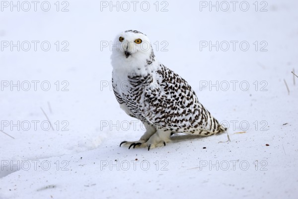 Snowy owl (Nyctea scandiaca), snowy owl, adult, alert, in snow, foraging, in winter, Bohemian Forest, Czech Republic, Europe, Germany, captive