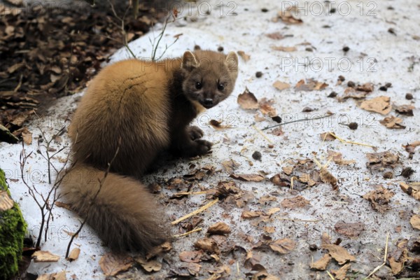 Marten (Martes martes), adult, alert, sitting, ground, winter, snow, Bavarian Forest National Park, Germany, Europe, Germany