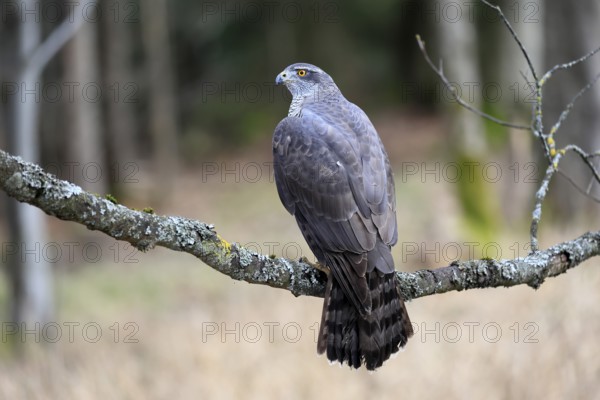 Hawk (Astur gentilis), adult, female, on tree, in winter, alert, Bohemian Forest, Czech Republic, Europe, Germany