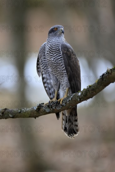 Hawk (Astur gentilis), adult, female, on tree, in winter, alert, Bohemian Forest, Czech Republic, Europe, Germany
