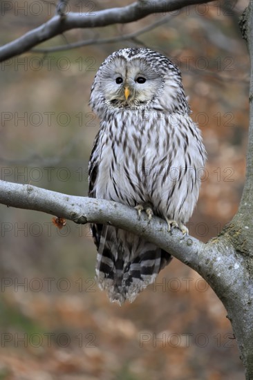 Hawk owl (Strix uralensis), adult, in winter, on tree, Bohemian Forest, Czech Republic, Europe, Germany