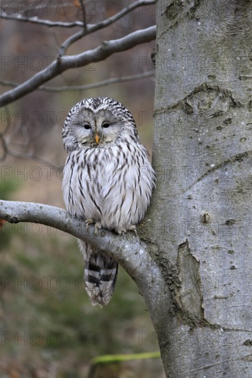 Hawk owl (Strix uralensis), adult, in winter, on tree, on tree trunk, Bohemian Forest, Czech Republic, Europe, Germany