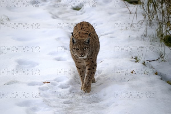 Carpathian lynx (Lynx lynx carpathicus), adult, in winter, in snow, running, stalking, alert, Bavarian Forest, Bavaria, Germany, Europe, Germany