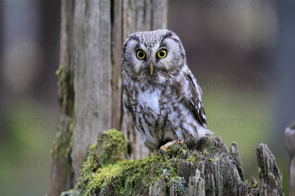 Roughfoot owl (Aegolius funereus), groufoot owl, adult, perch, tree trunk, alert, in winter, Bohemian Forest, Czech Republic, Europe, Germany