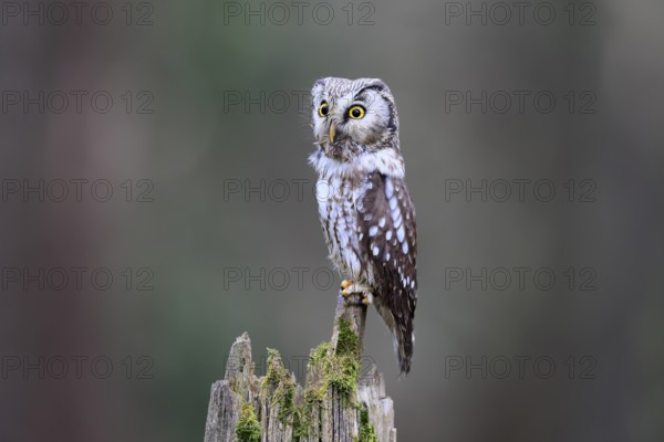 Roughfoot owl (Aegolius funereus), groufoot owl, adult, perch, alert, in winter, Bohemian Forest, Czech Republic, Europe, Germany