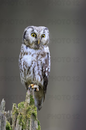 Roughfoot owl (Aegolius funereus), groufoot owl, adult, perch, alert, in winter, Bohemian Forest, Czech Republic, Europe, Germany