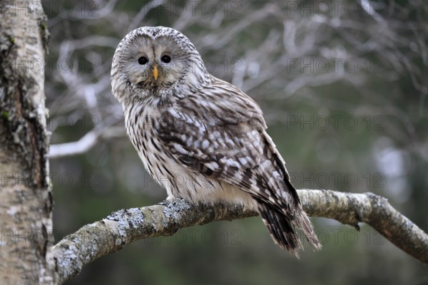 Hawk owl (Strix uralensis), adult, in winter, on tree, Bohemian Forest, Czech Republic, Europe, Germany