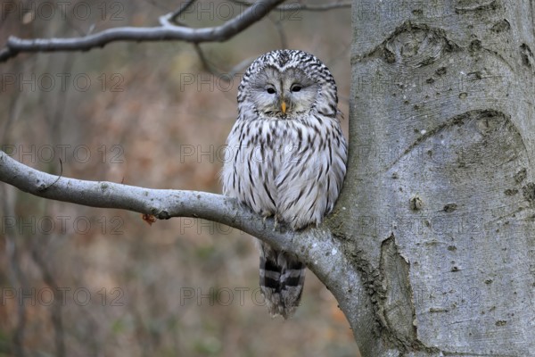Hawk owl (Strix uralensis), adult, in winter, on tree, on tree trunk, Bohemian Forest, Czech Republic, Europe, Germany