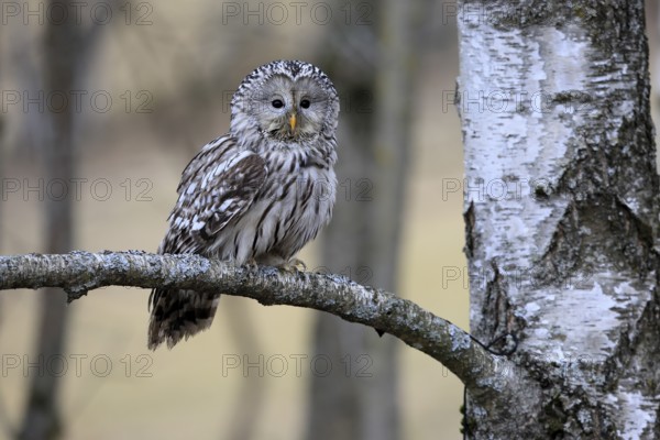 Hawk owl (Strix uralensis), adult, in winter, on branch, alert, Bohemian Forest, Czech Republic, Europe, Germany