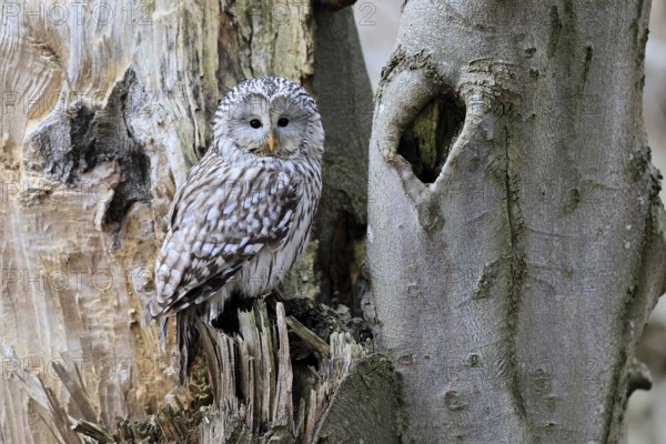 Hawk owl (Strix uralensis), adult, in winter, on tree trunk, Bohemian Forest, Czech Republic, Europe, Germany