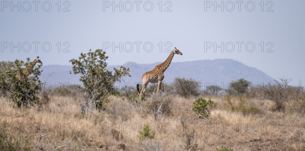 Cape giraffe (Giraffa giraffa giraffa), African savanna, Kruger National Park, South Africa