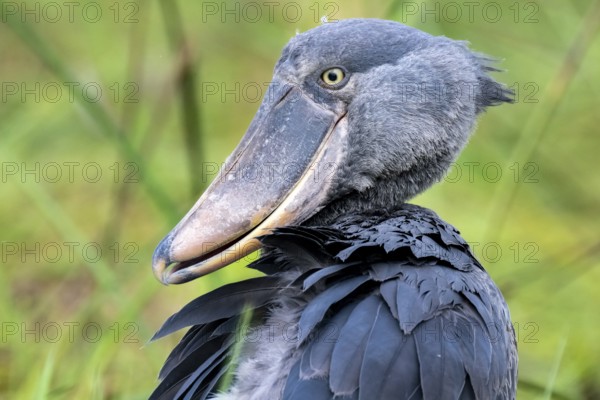 Shoebill (Balaeniceps rex) in the swamps of Mabamba, Lake Victoria, Uganda