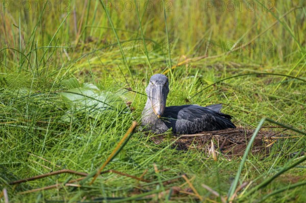 Young animal in nest, shoebeak (Balaeniceps rex) in the swamps of Mabamba, Lake Victoria, Uganda