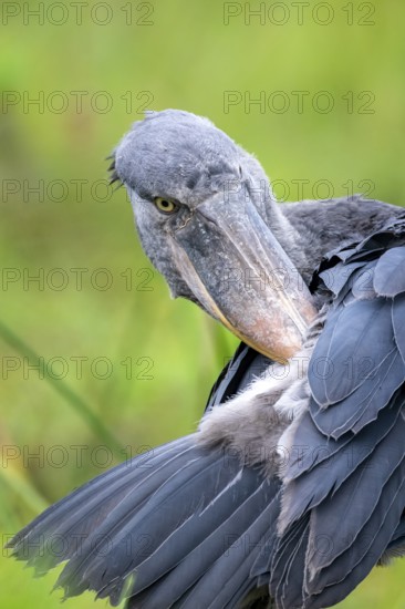 Animal portrait, shoebeak (Balaeniceps rex) in the swamps of Mabamba, Lake Victoria, Uganda