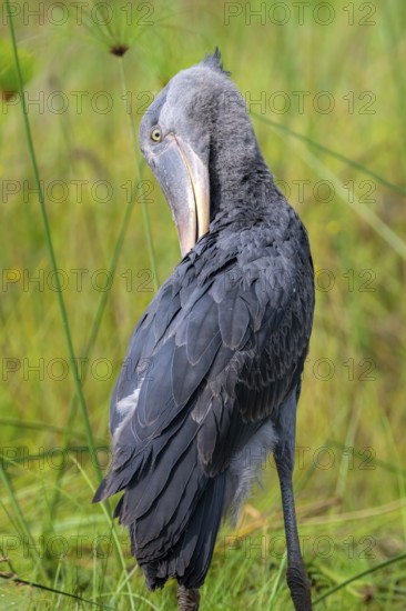 Shoebill (Balaeniceps rex) in the swamps of Mabamba, Lake Victoria, Uganda