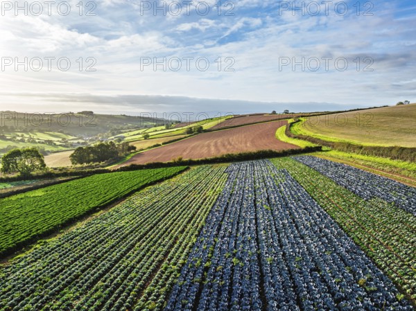 Fields and Farms at evening sun from a drone, Shaldon, Torquay, Devon, England, United Kingdom