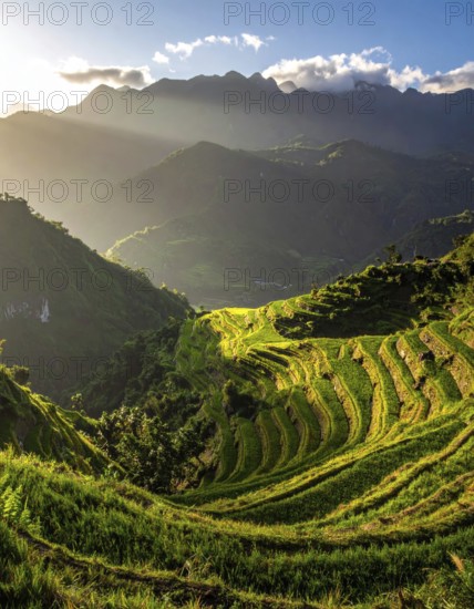 Early morning light bathes Philippines rice terraces cascading down mountain slopes, beautiful golden light, AI generated