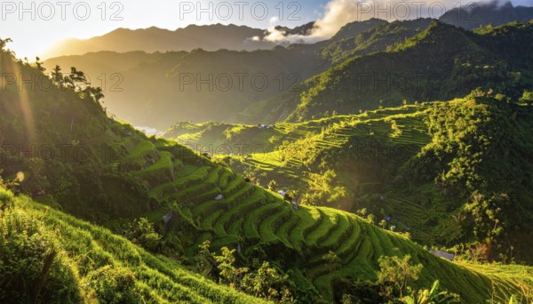 Early morning light bathes Philippines rice terraces cascading down mountain slopes, beautiful golden light, AI generated