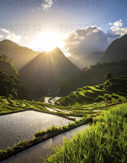 Early morning light bathes Philippines rice terraces cascading down mountain slopes, beautiful golden light, AI generated
